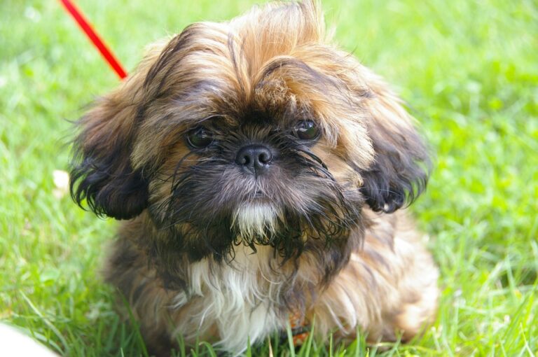 aliments interdits pour shih tzu