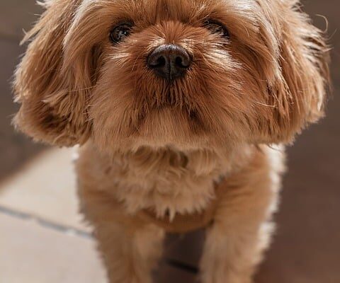aliments interdits pour shih tzu