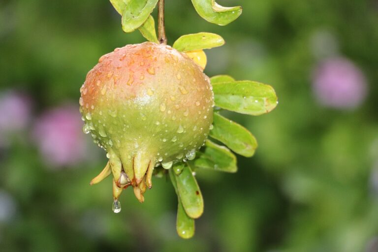 alimentation générale séran épicerie