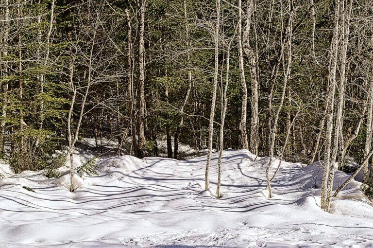 Le caséum : les aliments à éviter absolument pour une meilleure santé