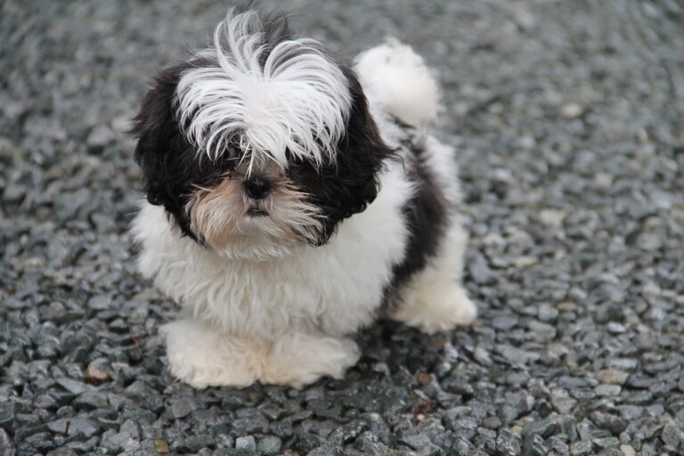 aliments interdits pour shih tzu