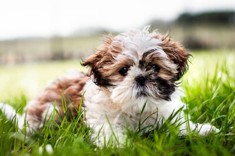 aliments interdits pour shih tzu