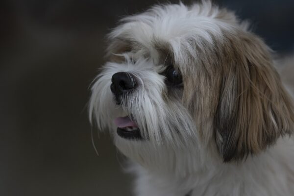 aliments interdits pour shih tzu