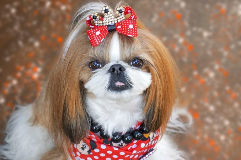 Les interdits alimentaires pour les shih tzu