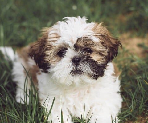 aliments interdits pour shih tzu