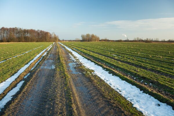 aliments qui calment les hémorroïdes